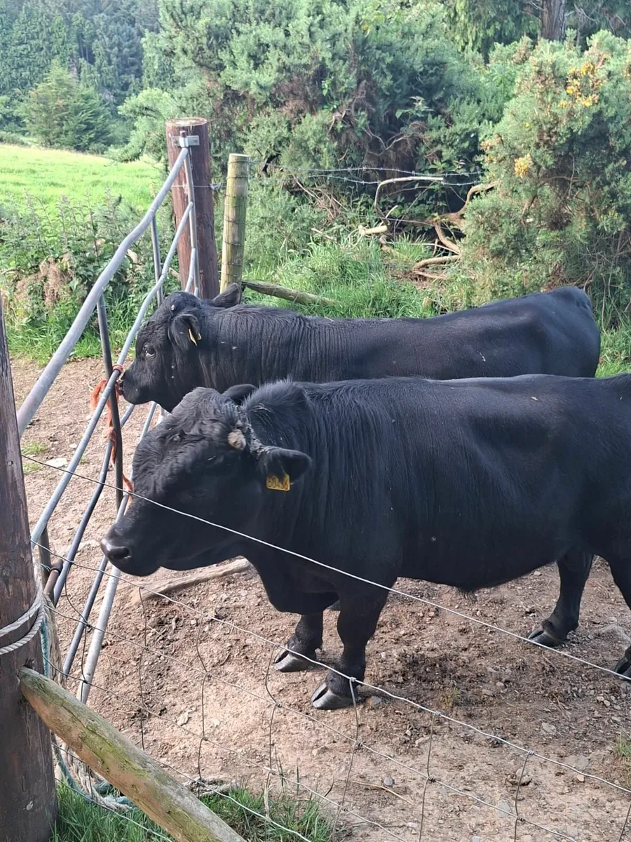 Purebred Dexter Bulls - Image 1
