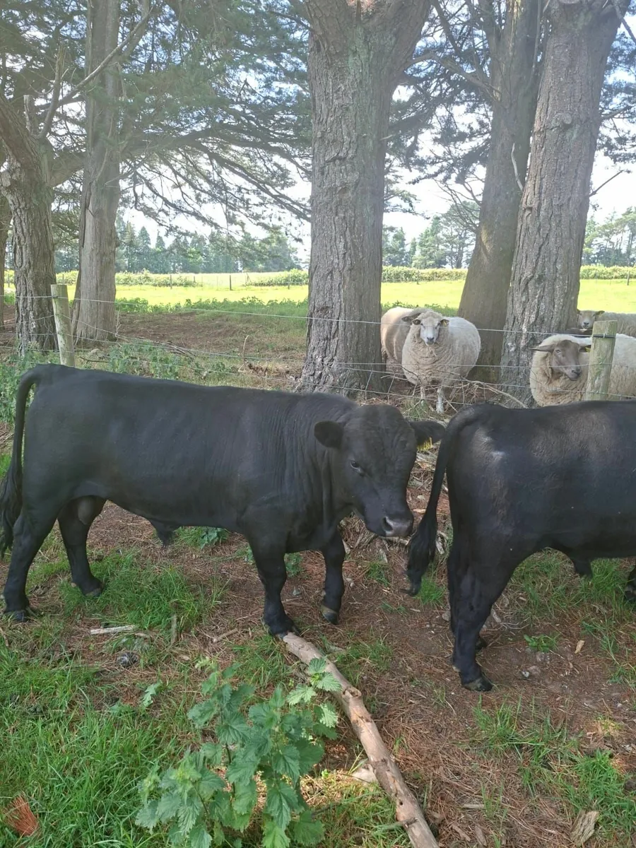 Purebred Dexter Bulls - Image 3