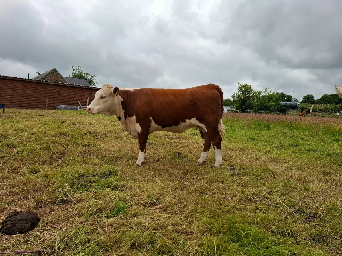 Animals - Image 1