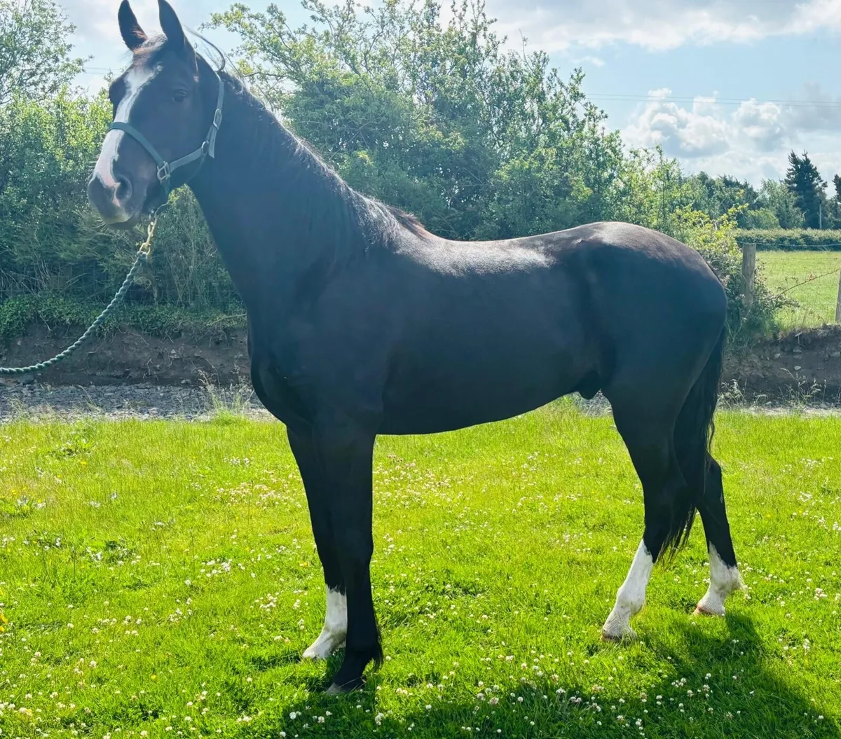 Flashy 3 yr old gelding - Image 1
