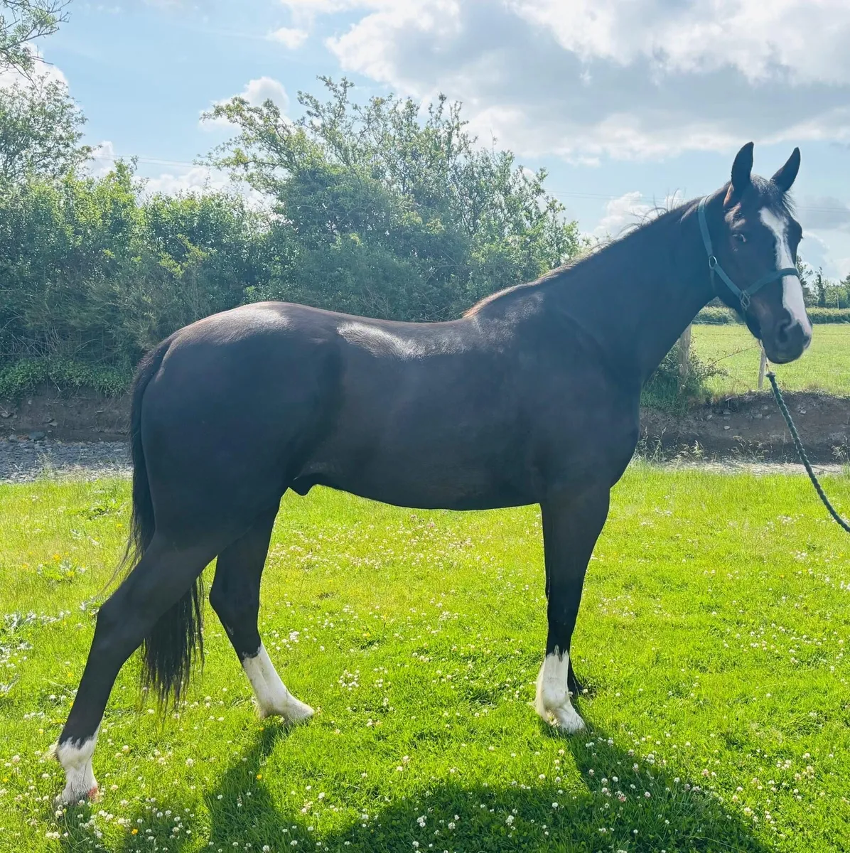 Flashy 3 yr old gelding - Image 2