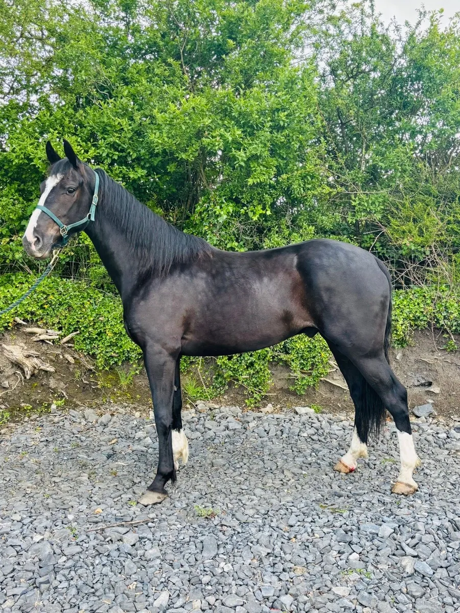 Flashy 3 yr old gelding - Image 3