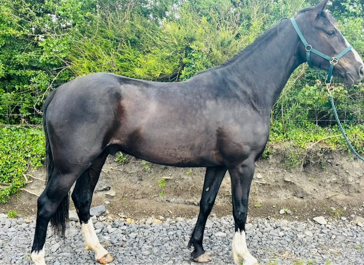 Flashy 3 yr old gelding - Image 4
