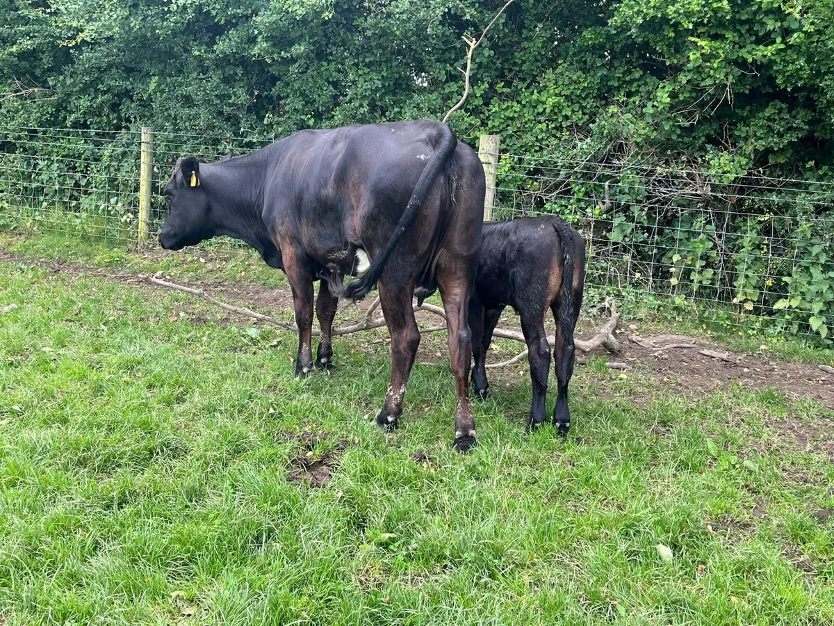 Serious first calving limosin heifer - Image 1