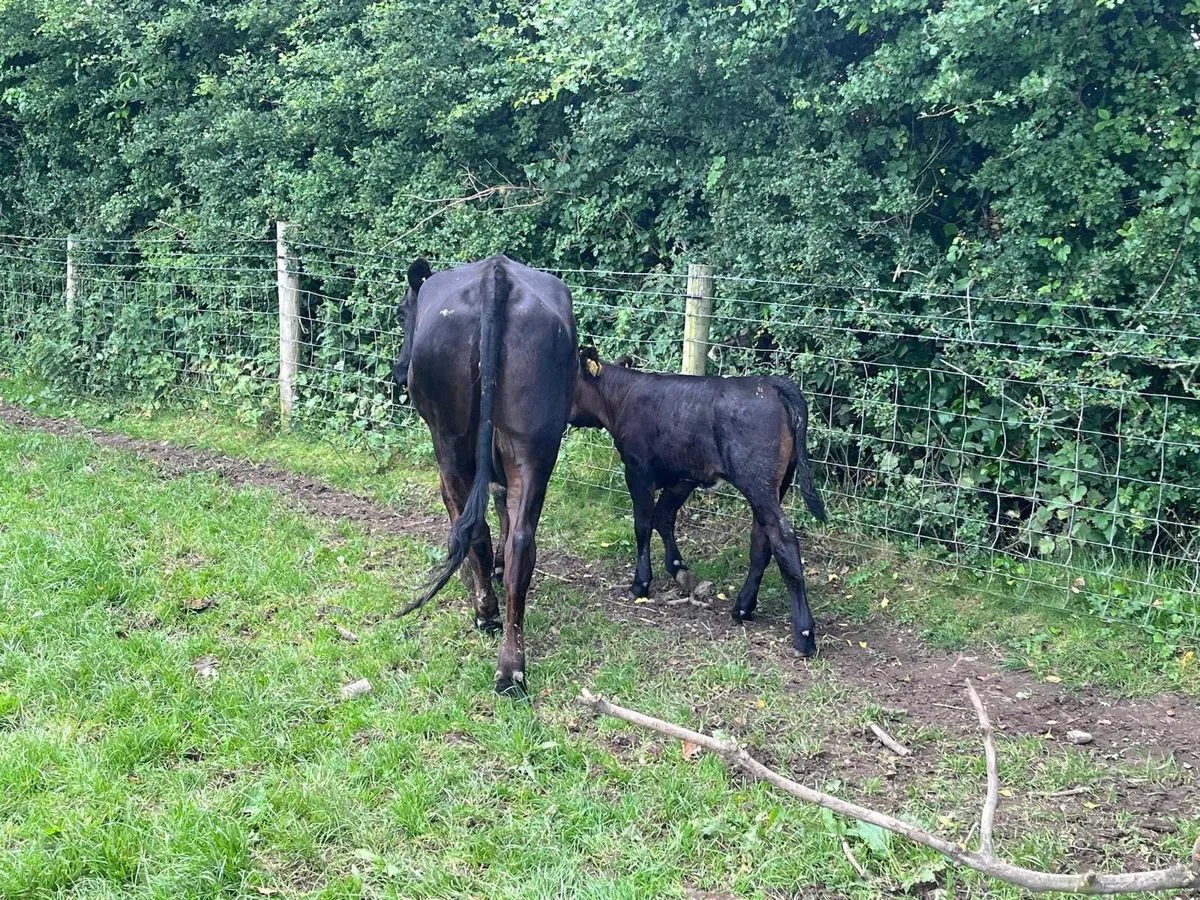 Serious first calving limosin heifer - Image 2
