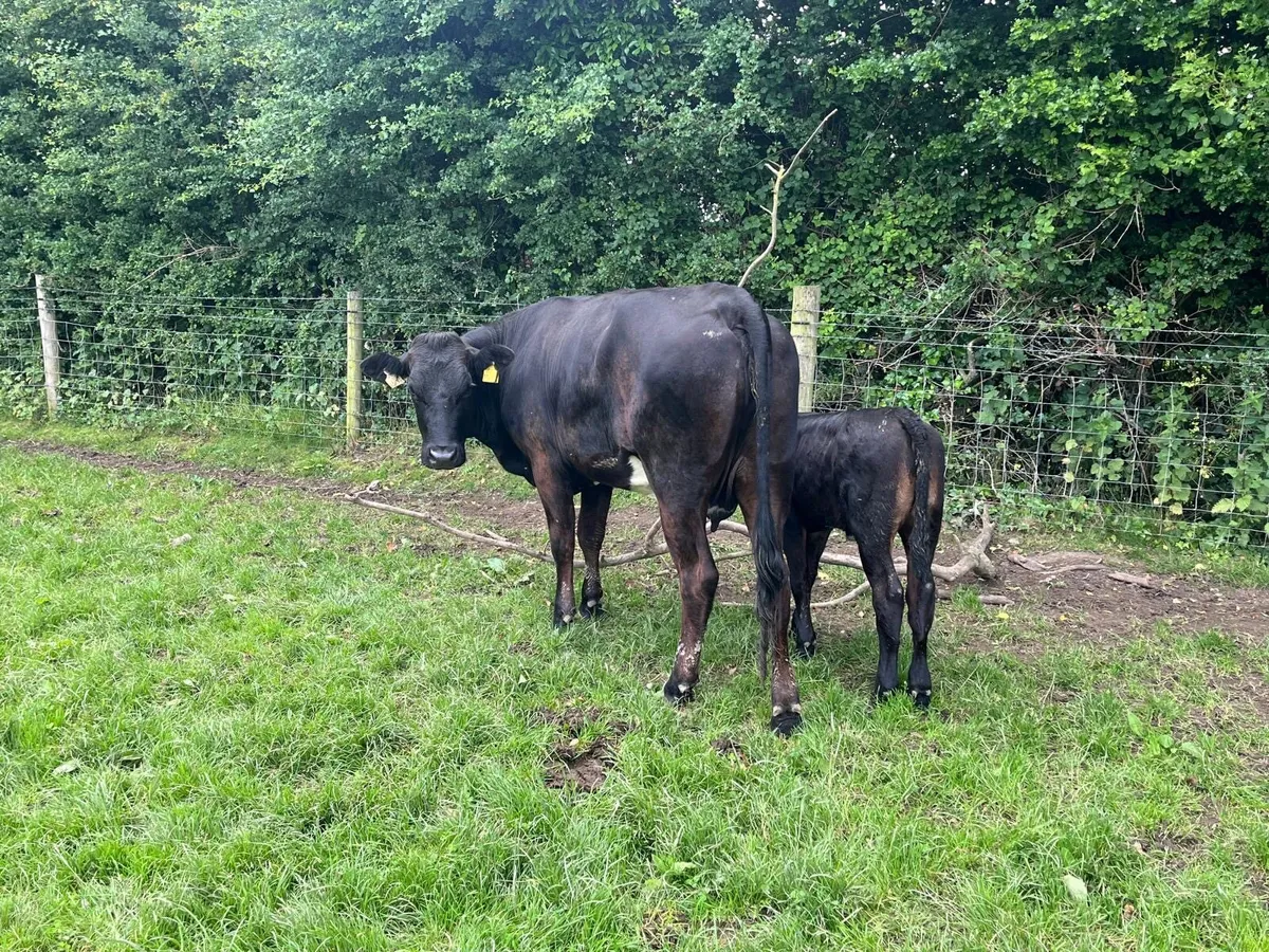 Serious first calving limosin heifer - Image 3