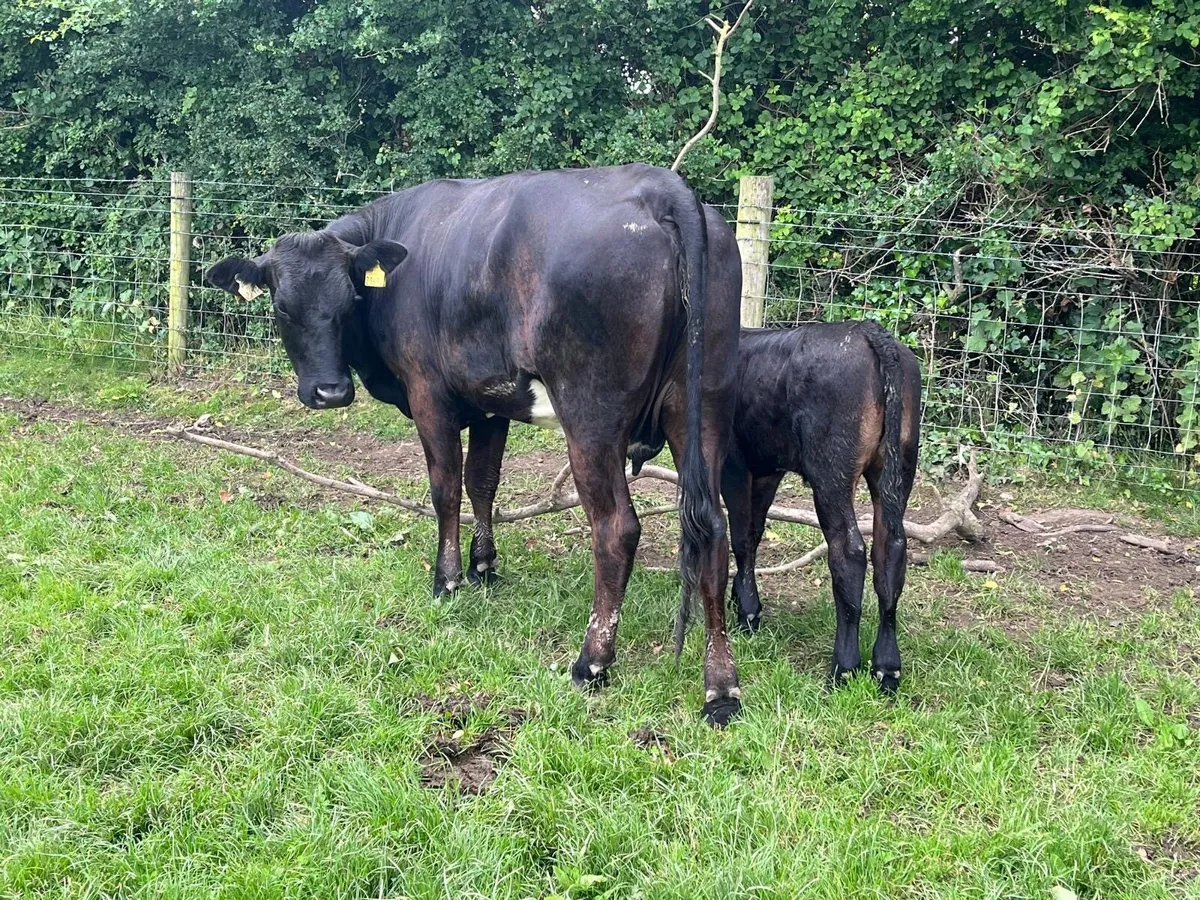 Serious first calving limosin heifer - Image 4