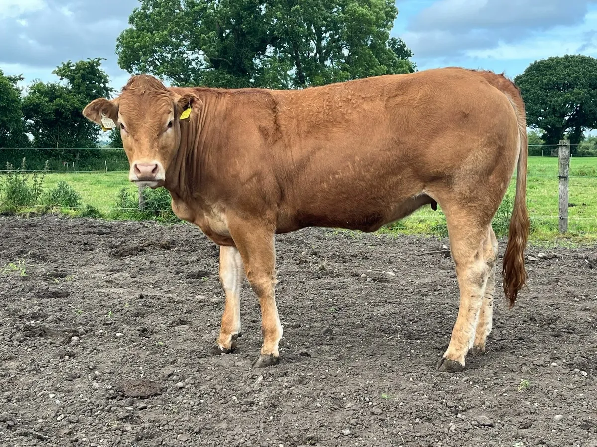 Pedigree Limousin Heifer - Image 1
