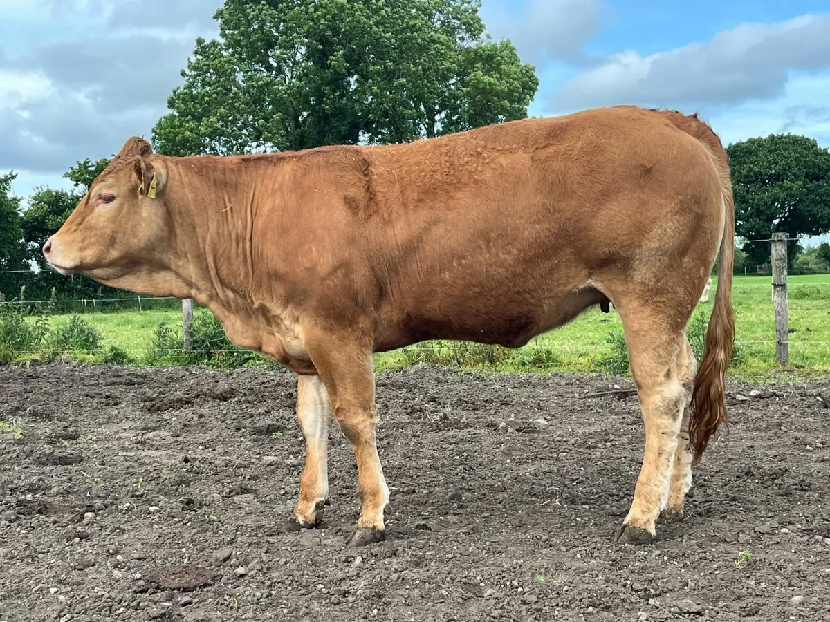 Pedigree Limousin Heifer - Image 2