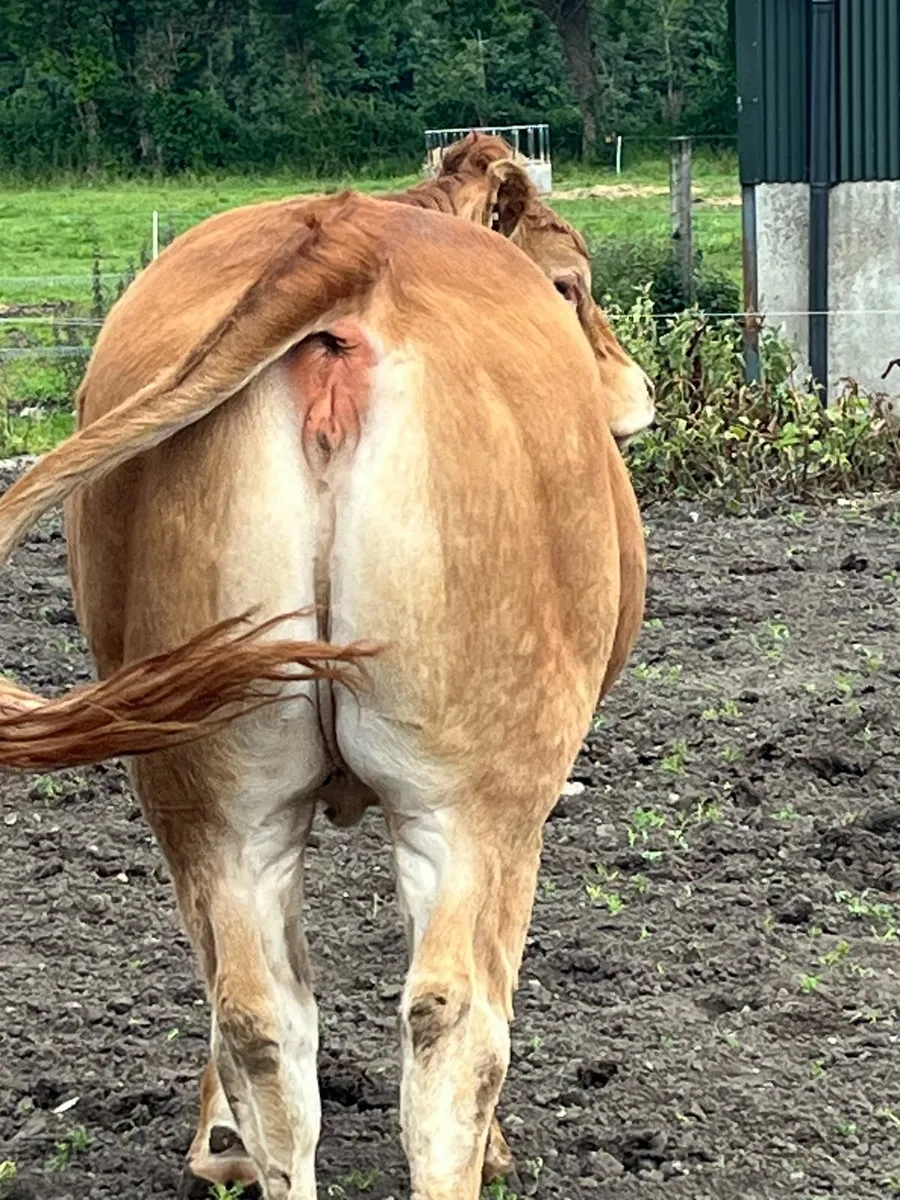 Pedigree Limousin Heifer - Image 3