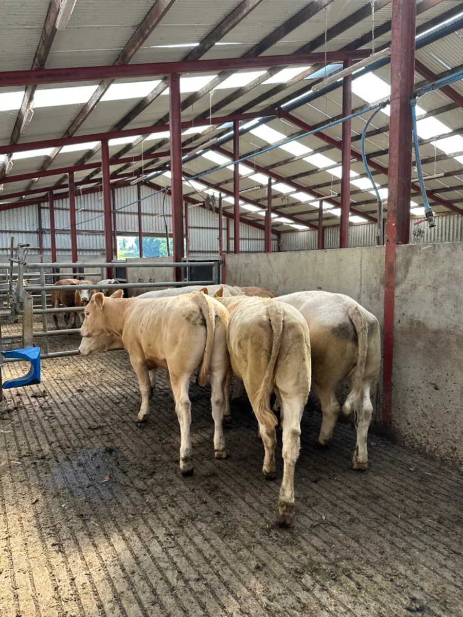 Forward Charolais heifers - Image 4