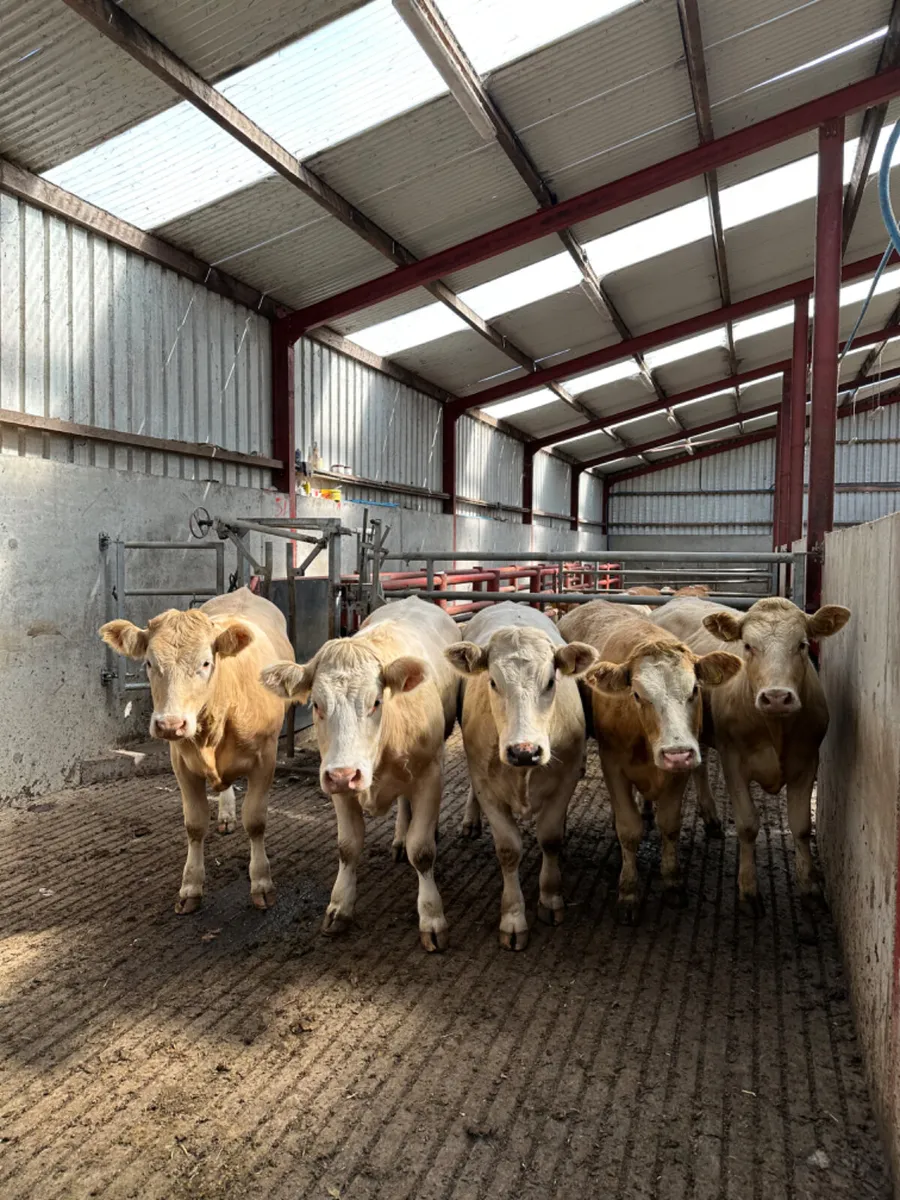 Forward Charolais heifers - Image 3