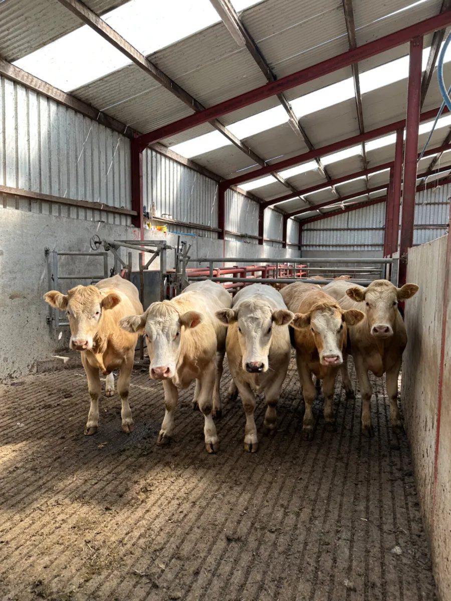 Forward Charolais heifers - Image 2