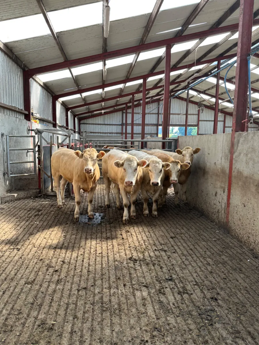 Forward Charolais heifers - Image 1
