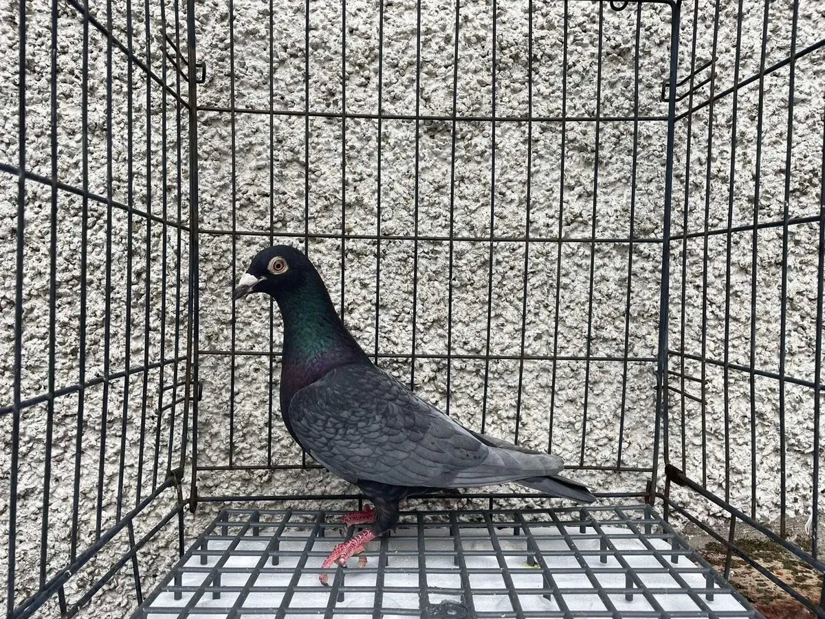 Racing Pigeons (Arden, Hirn, Sablon, Ceusters) - Image 2