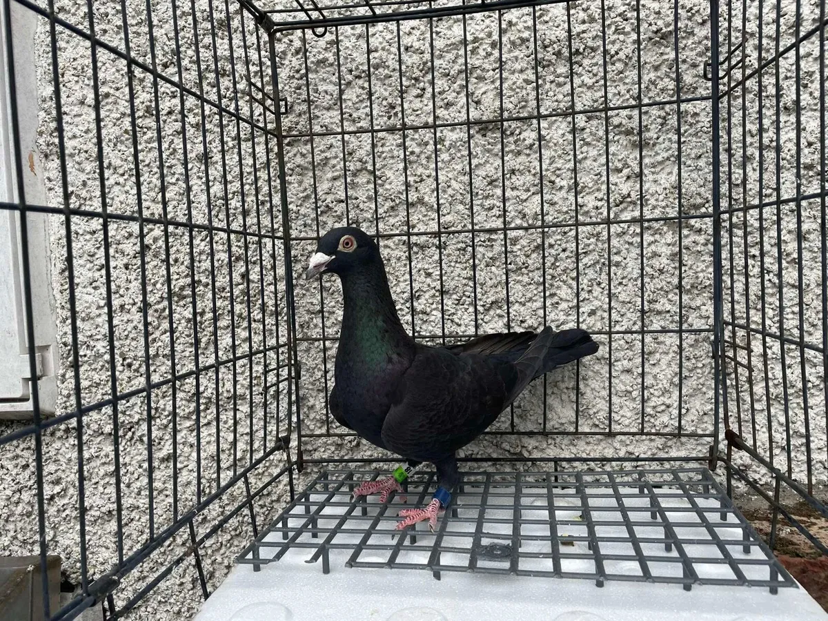 Racing Pigeons (Arden, Hirn, Sablon, Ceusters) - Image 3