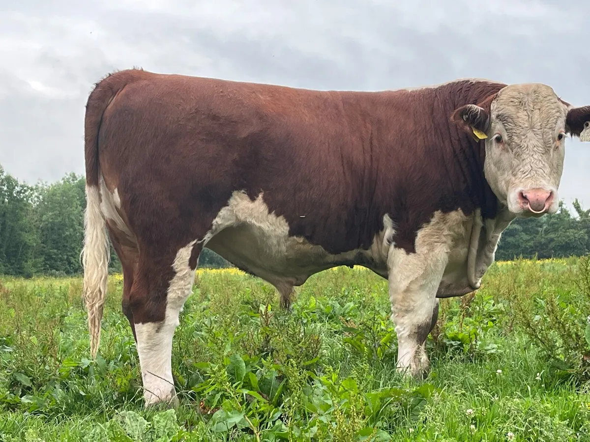 Hereford bull - Image 2