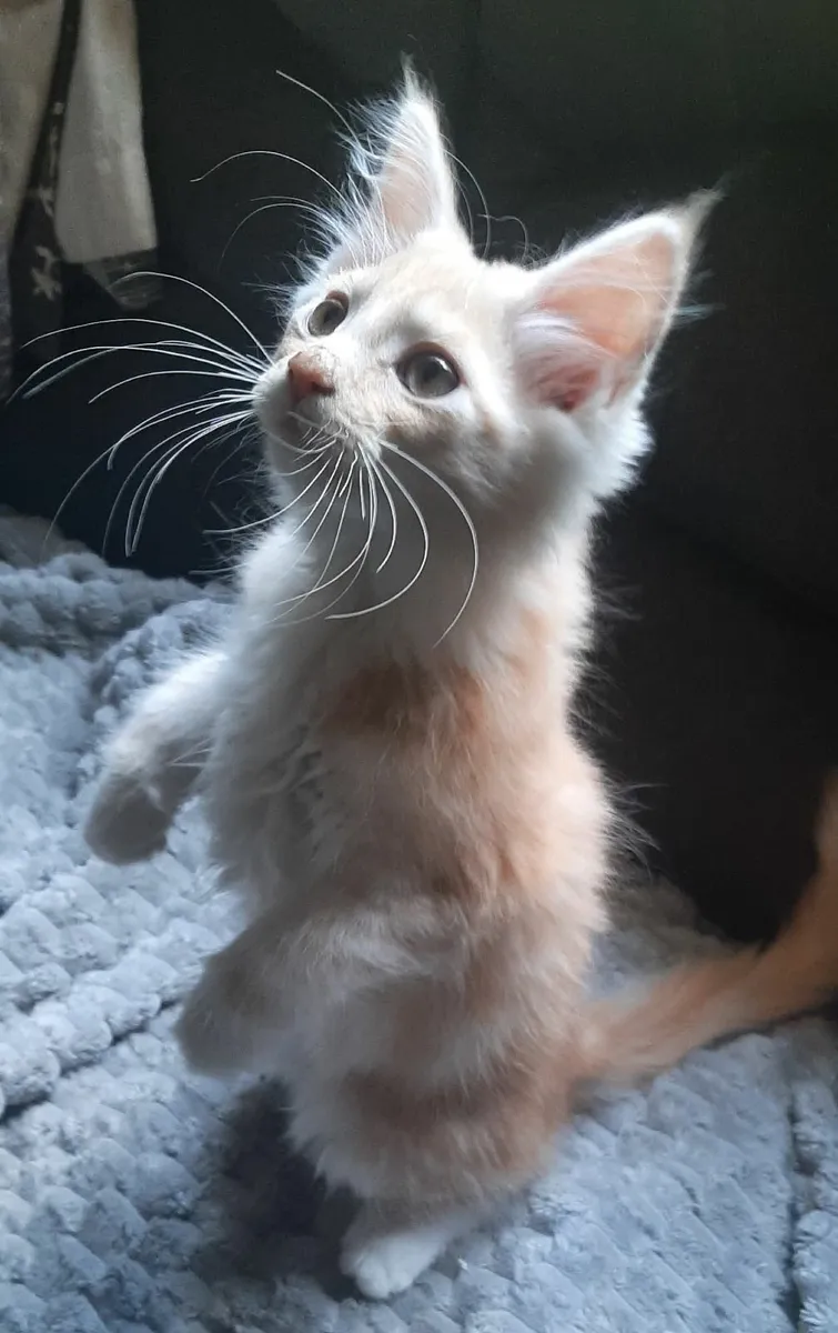 Pure breed Maine Coon kittens Avaliable - Image 3
