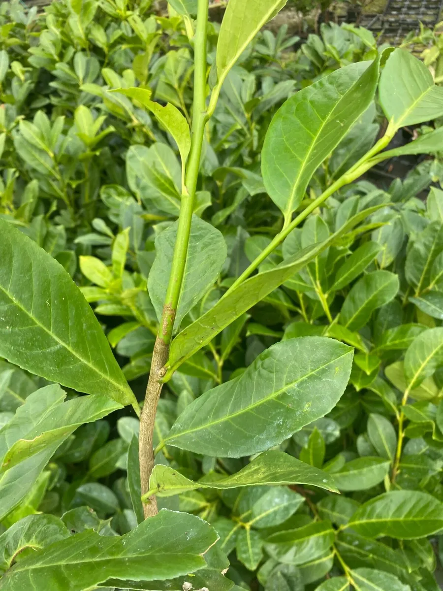 Semi- Mature Laurel 4-5ft - Image 1