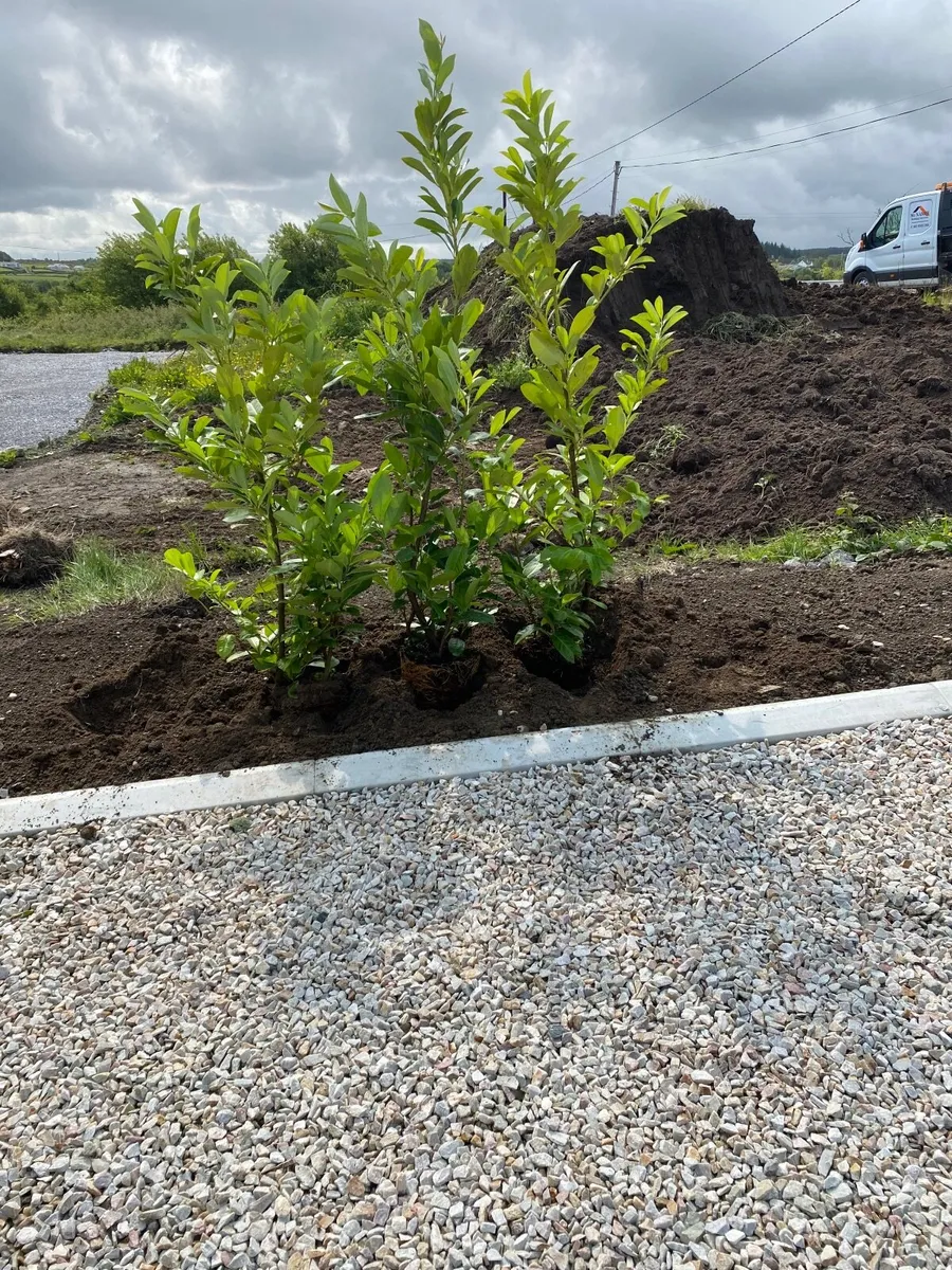 Semi- Mature Laurel 4-5ft - Image 3