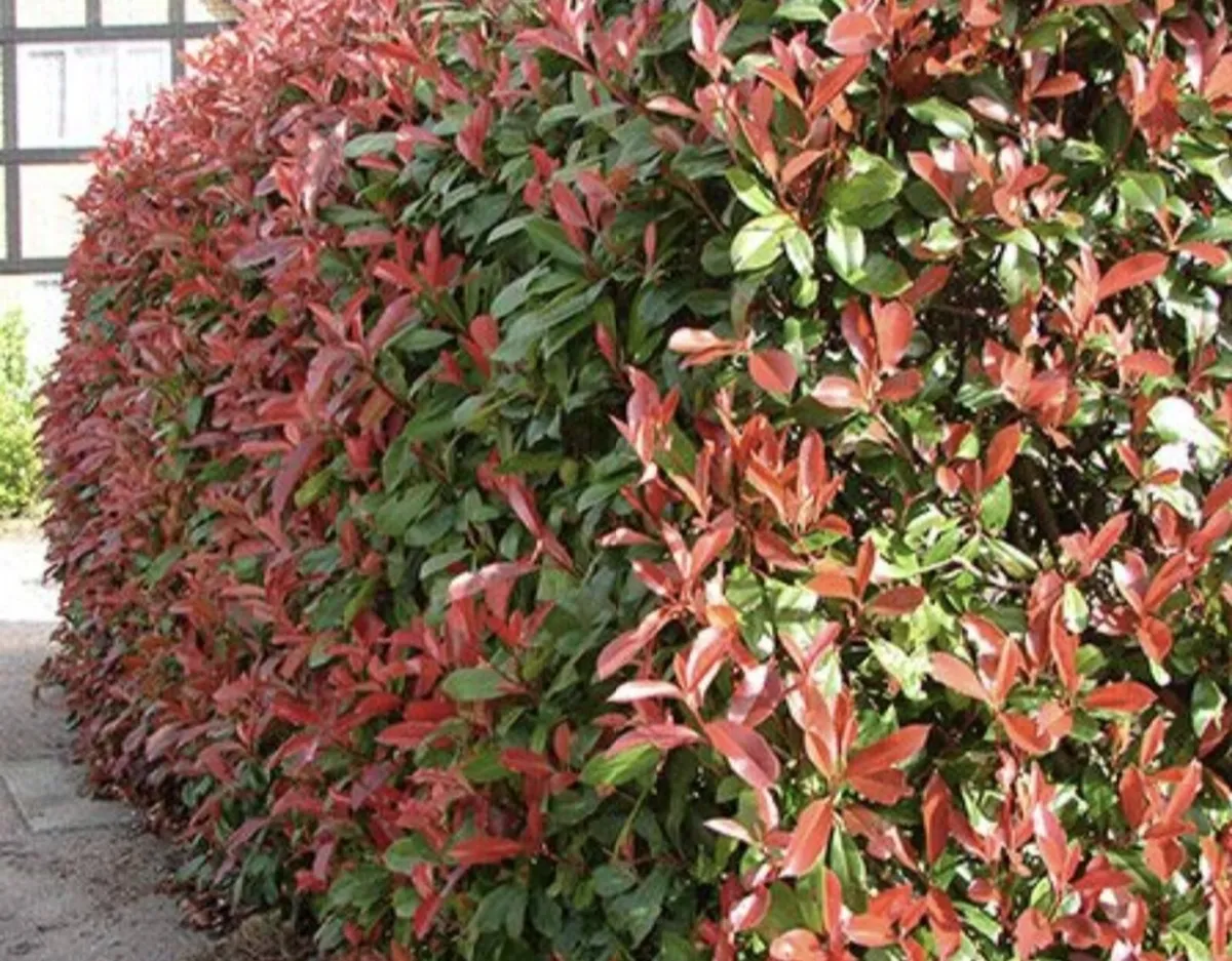 Red Robin Hedging TWO EUROS - Image 3