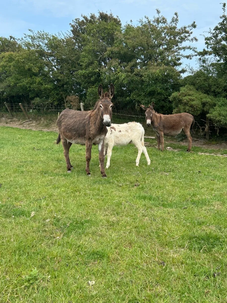 2 mare donkeys and foal - Image 1