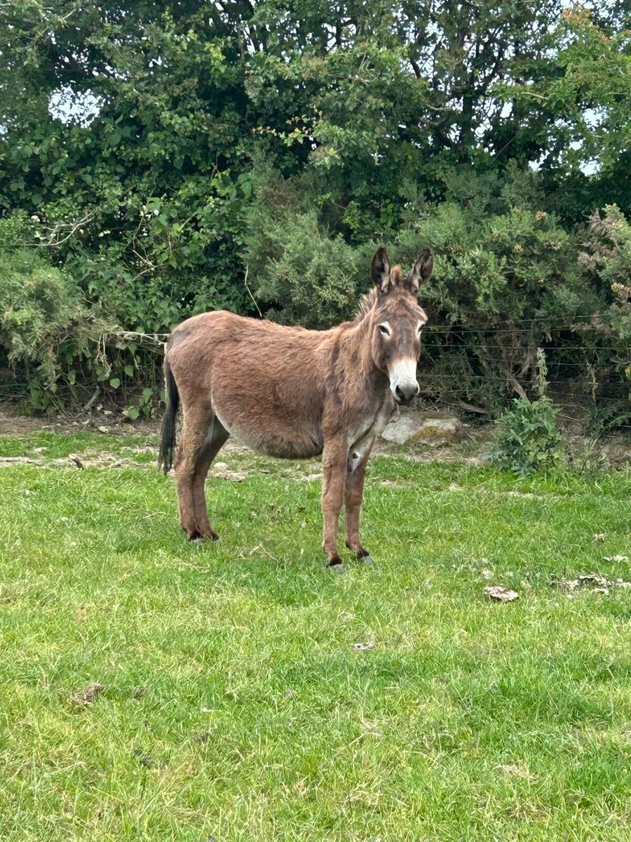 2 mare donkeys and foal - Image 2