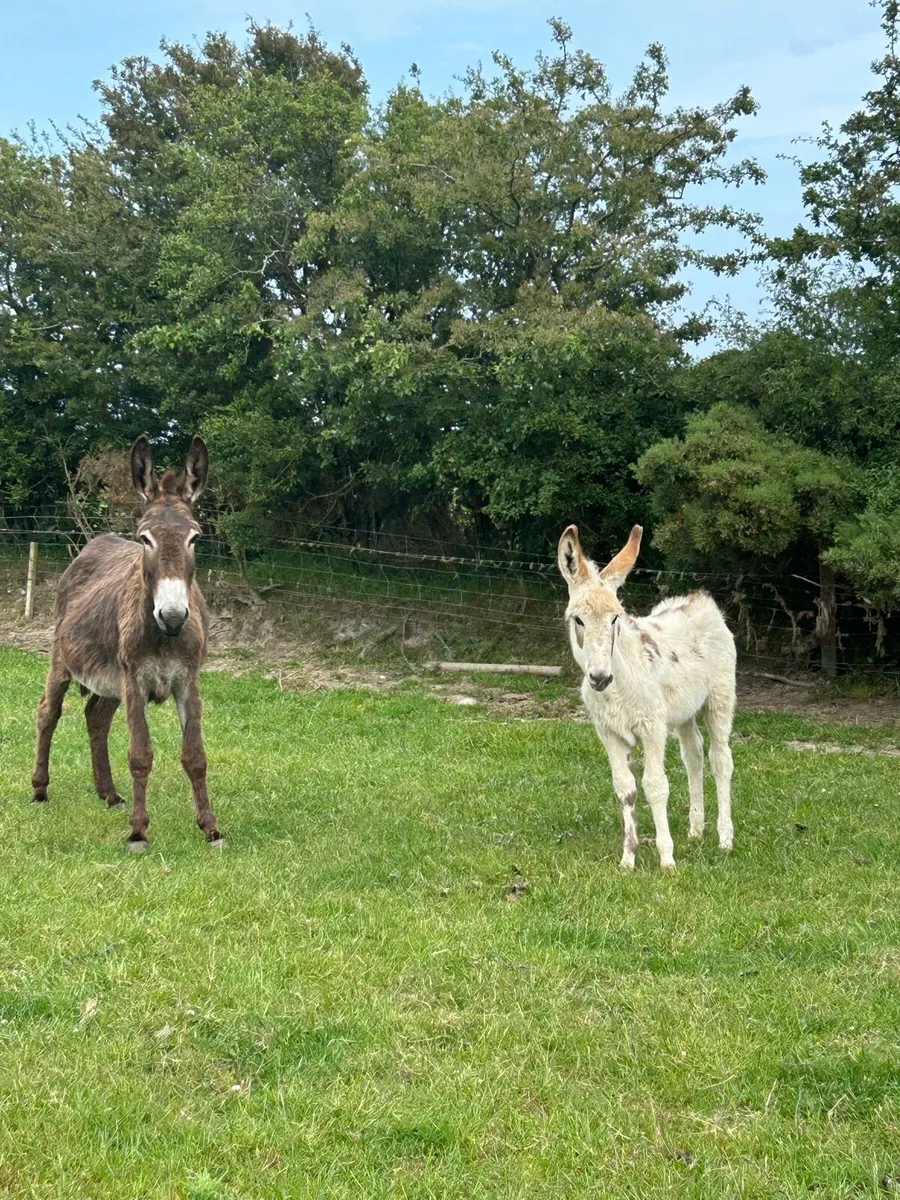 2 mare donkeys and foal - Image 3
