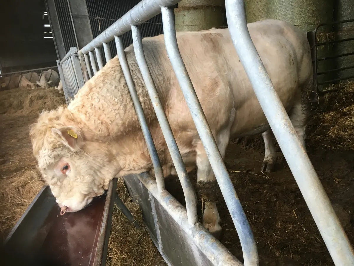 Charolais 5* polled Bull