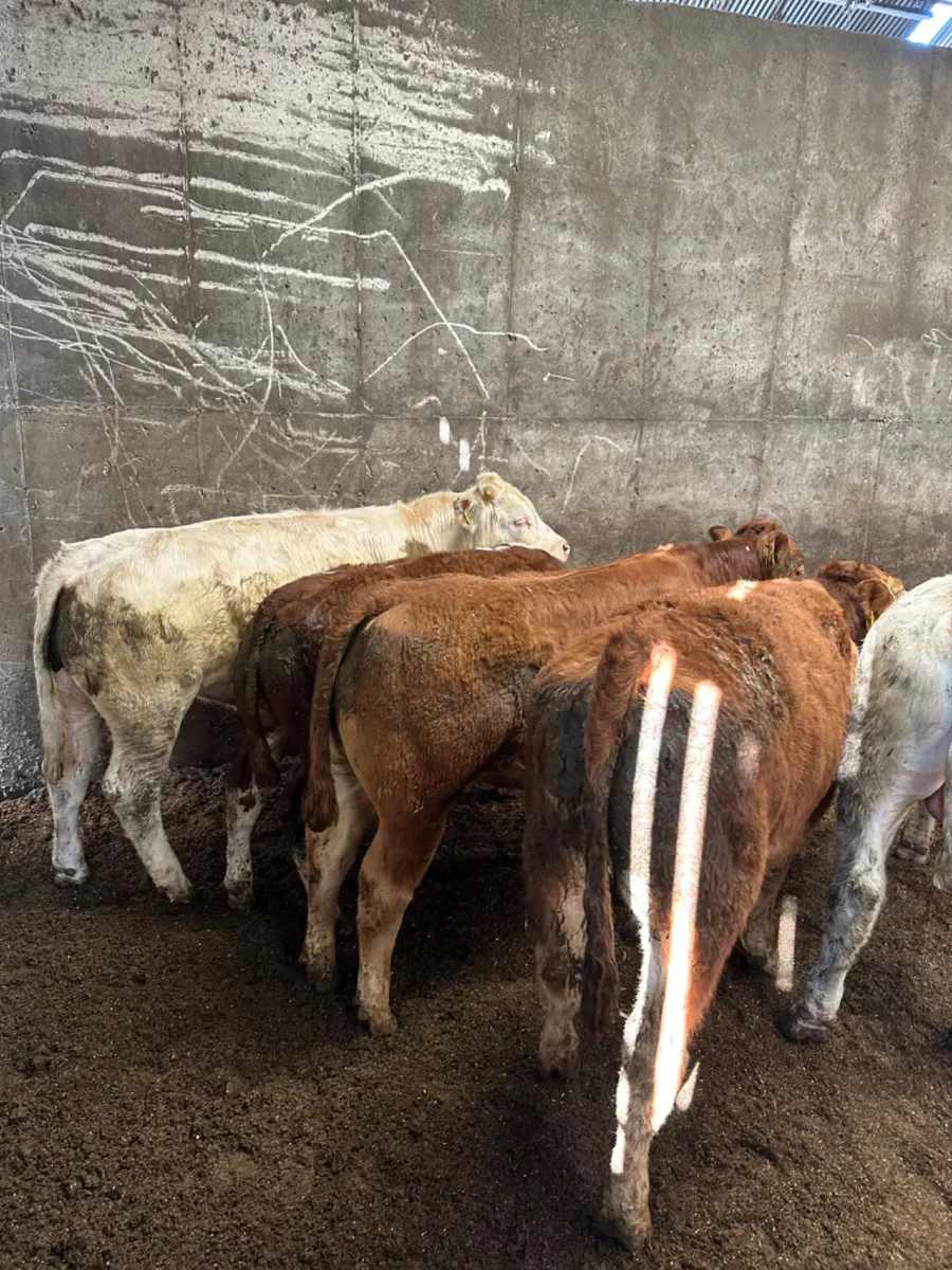 Charolais and lim bulls - Image 1