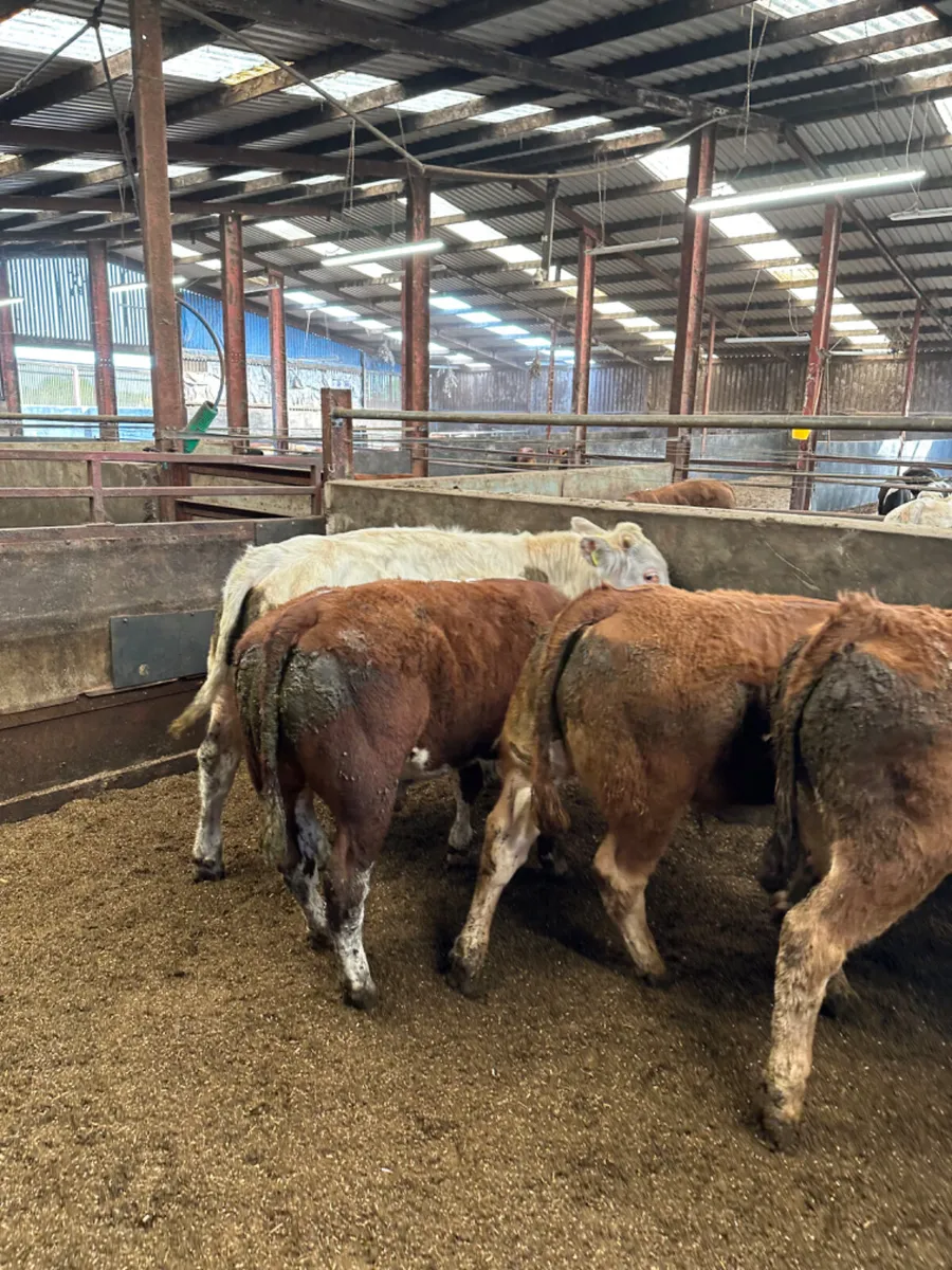 Charolais and lim bulls - Image 4