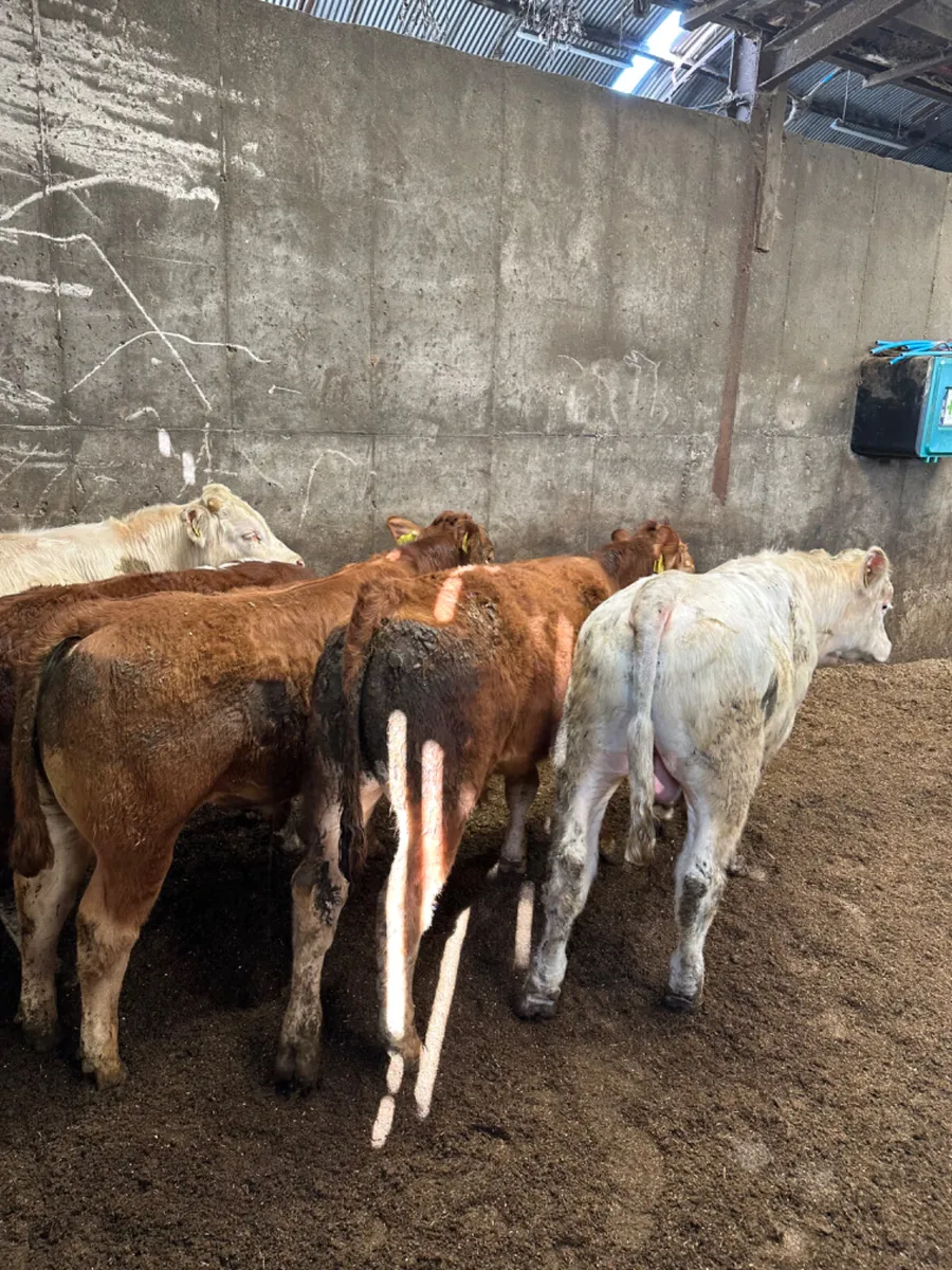 Charolais and lim bulls - Image 2