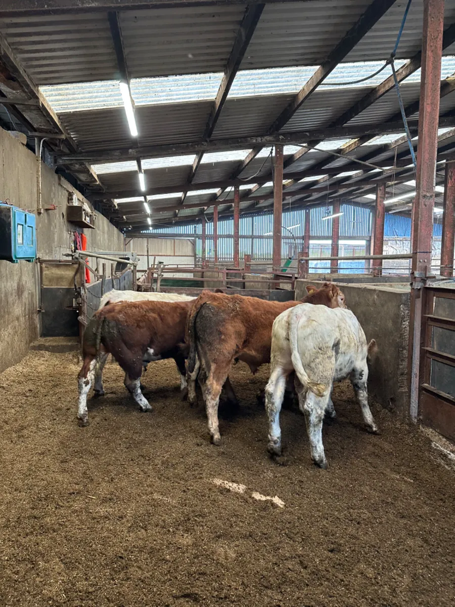 Charolais and lim bulls - Image 3