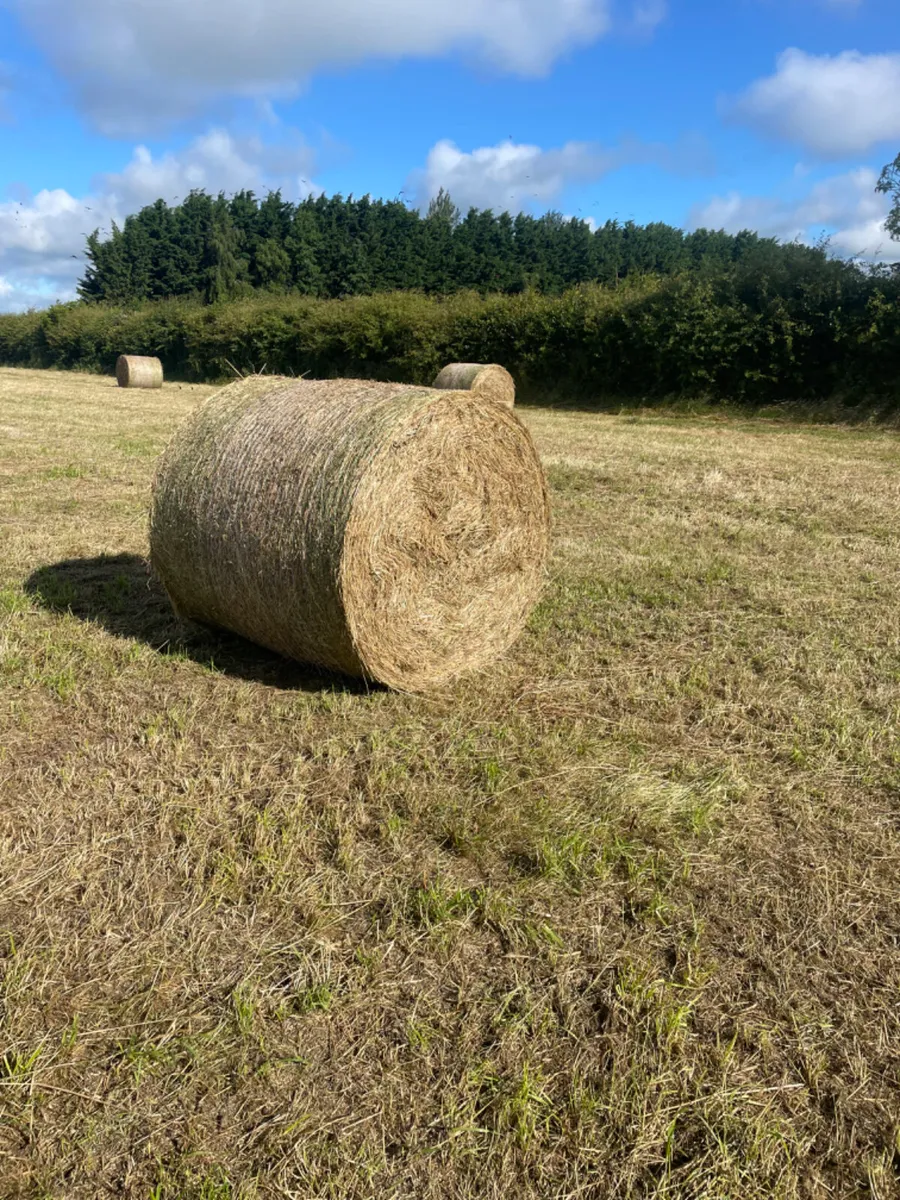 Hay - Image 1