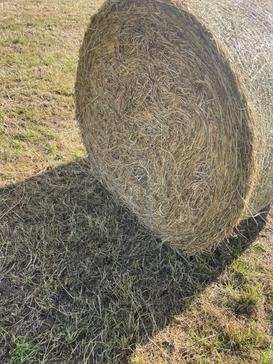 Hay - Image 2