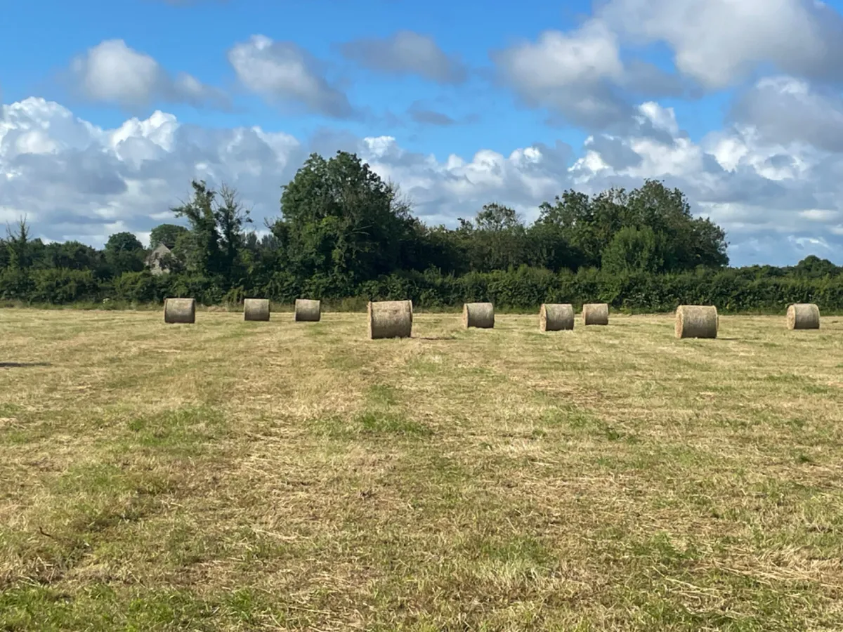 Hay - Image 3
