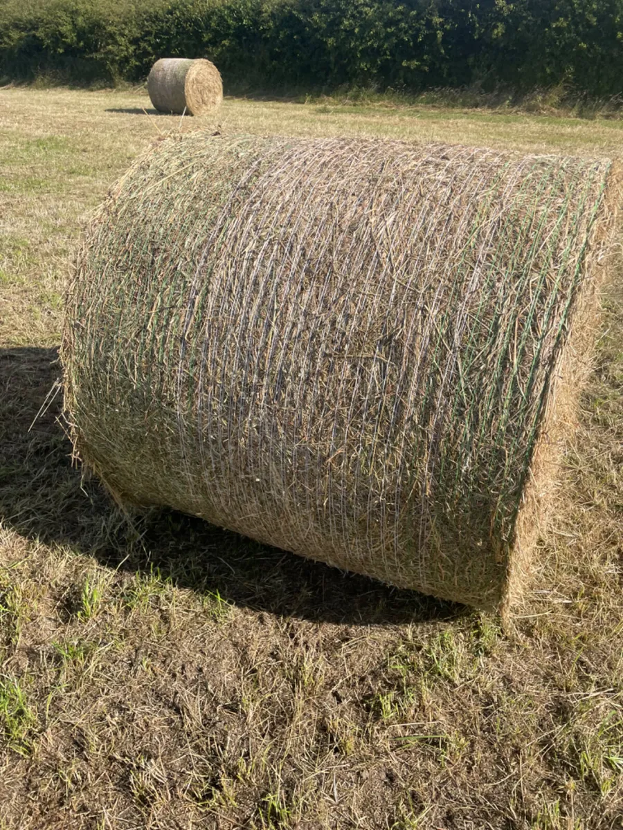 Hay - Image 4