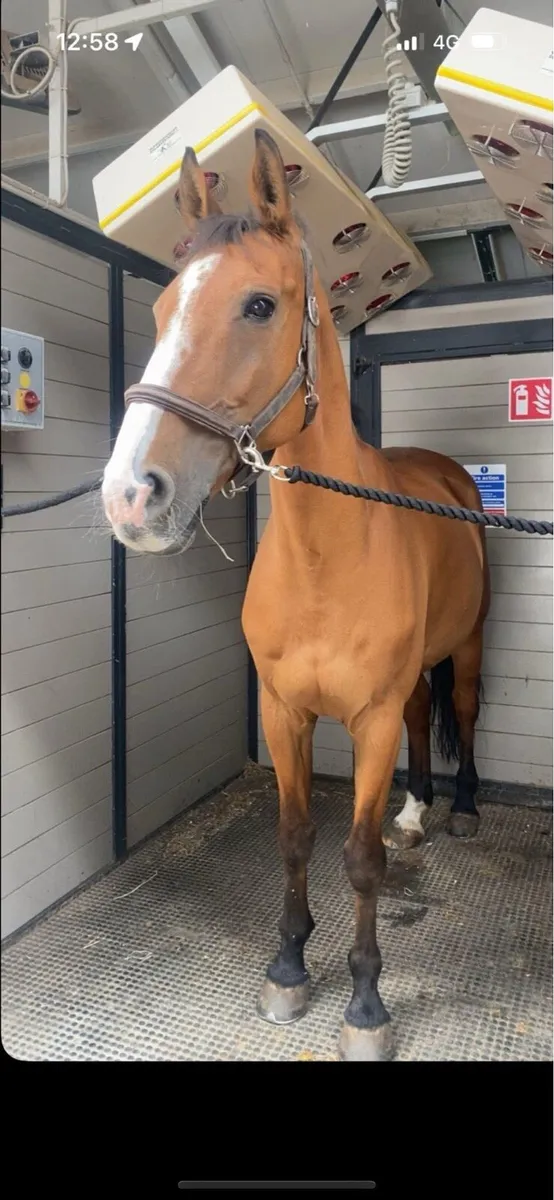Bay Gelding - Image 1