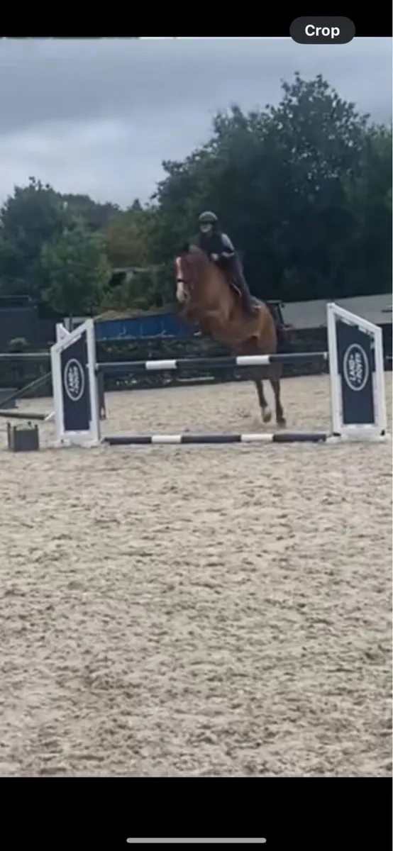 Bay Gelding - Image 2