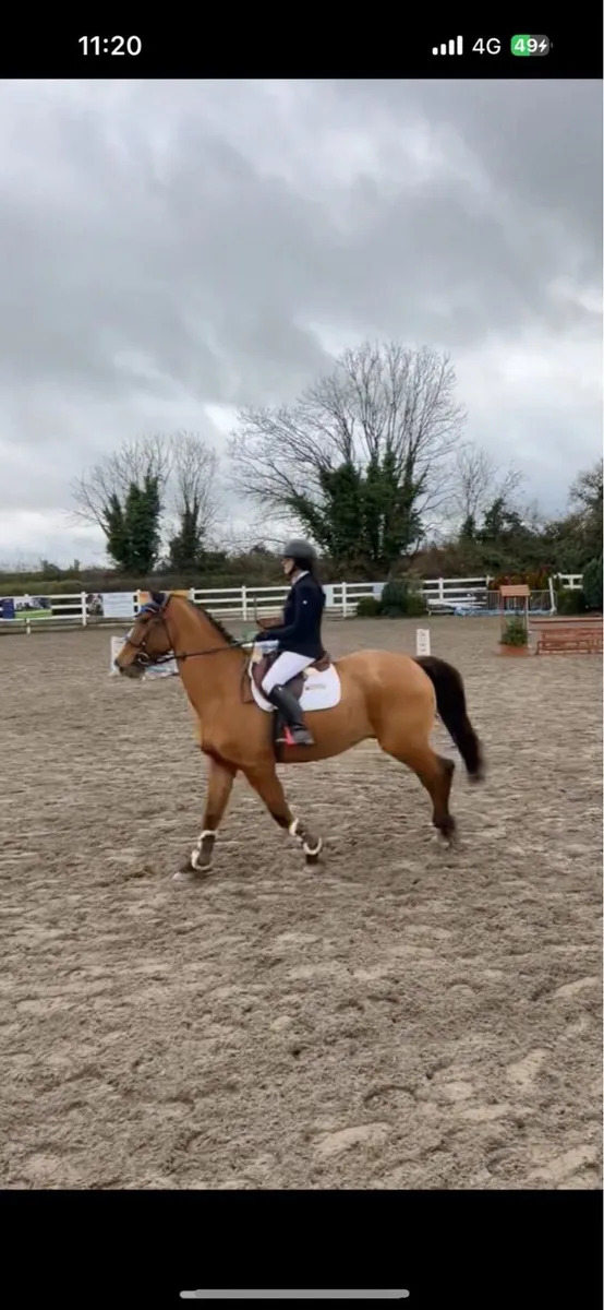 Bay Gelding - Image 3