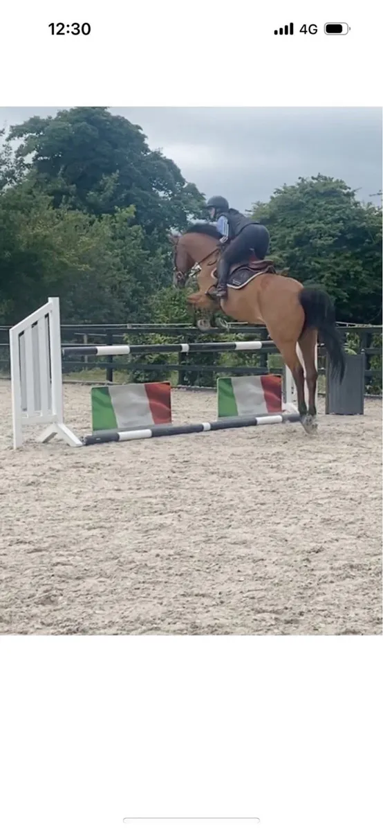 Bay Gelding - Image 4