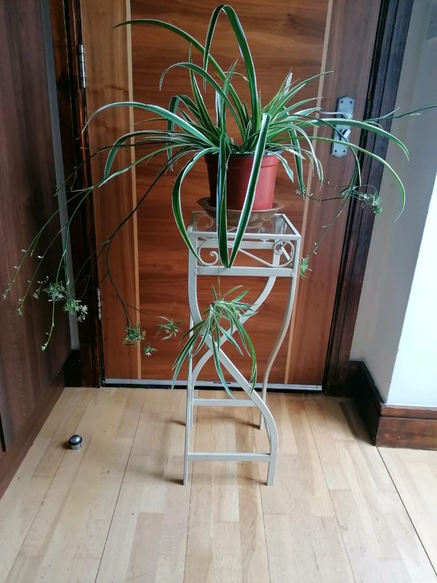 Spider Plant with Spiderettes - Image 1