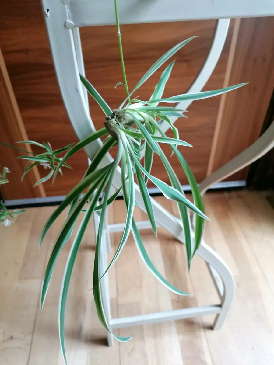 Spider Plant with Spiderettes - Image 2