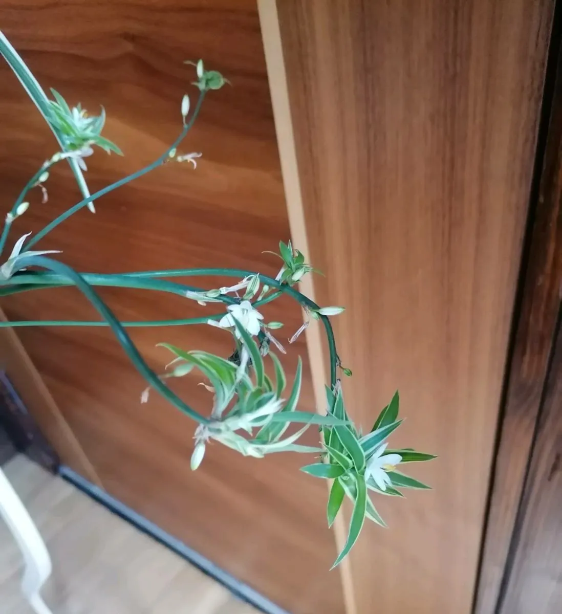 Spider Plant with Spiderettes - Image 3