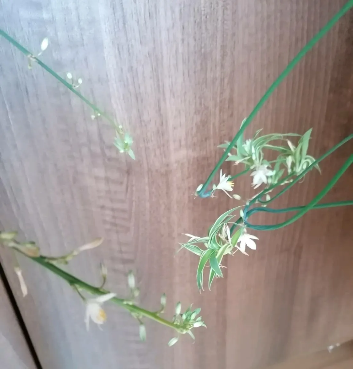 Spider Plant with Spiderettes - Image 4