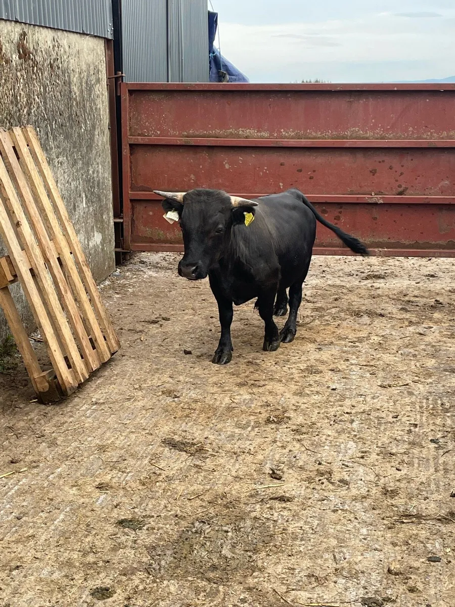 Miniature Dexter Bull - Image 1