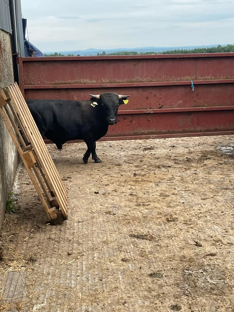 Miniature Dexter Bull - Image 2