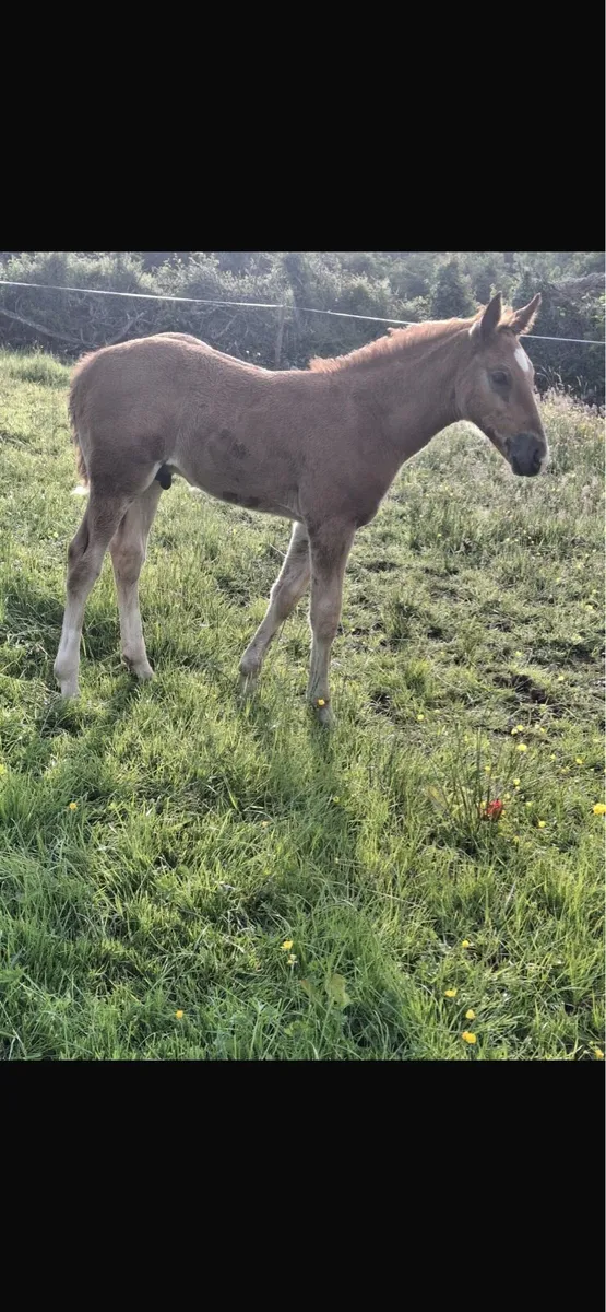 RID Mare and Colt Foal - Image 1