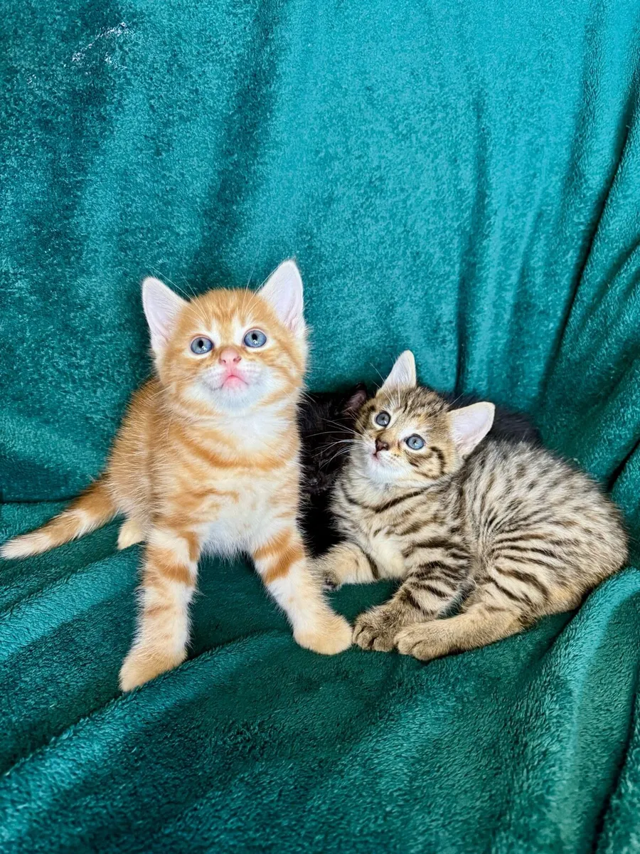 Kittens - Image 1