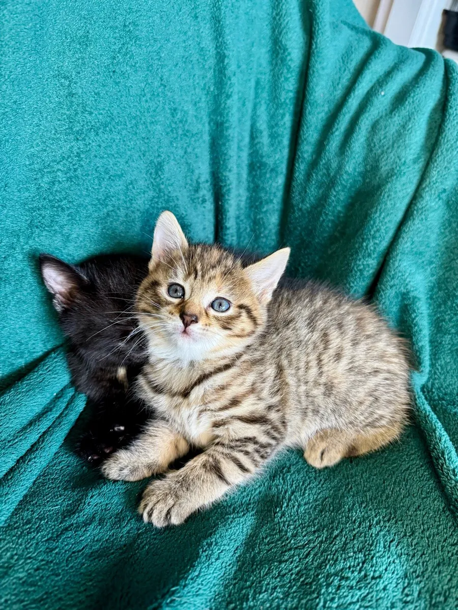 Kittens - Image 3